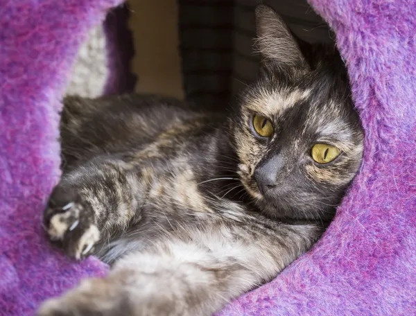 Casa del gato — Foto de Stock