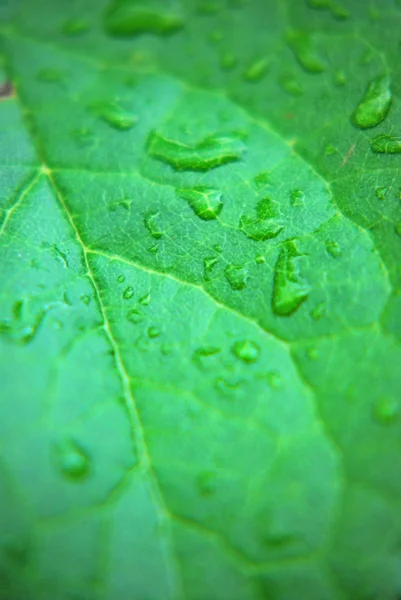 Leafs with water drop — Stock Photo, Image