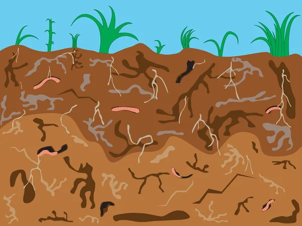 Worms underground — Stock Illustration Worms underground Stock Vector