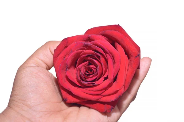 Рука Красивой Красной Розой — стоковое фото