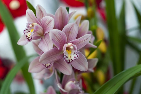 Орхидея Лицензионные Стоковые Изображения
