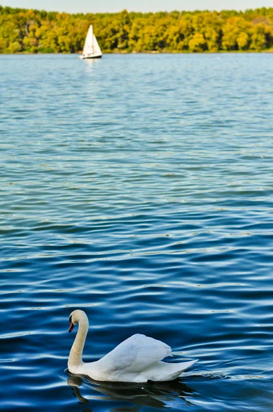 Cisne e um veleiro no rio Danúbio — Fotografia de Stock