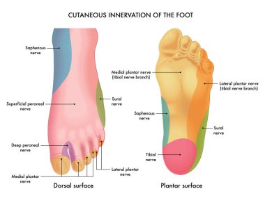 vector illustration of innervation of the foot, anatomy concept clipart