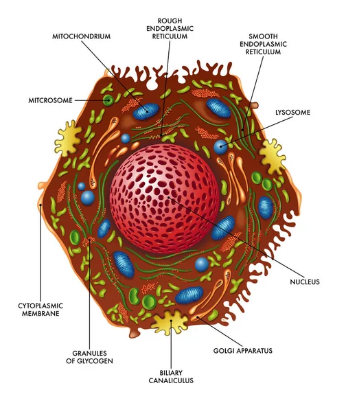 Vector Illustration Liver Cell Anatomy Concept — Stock Vector