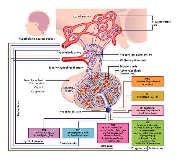 Vector Ilustración Funciones Glándula Pituitaria Concepto Anatomía — Vector de stock