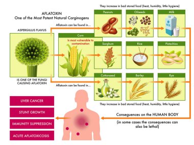 medical scheme of products that can be contaminated with aflatoxin, one of the most powerful carcinogens found in nature, and the possible consequences for the human body with annotations. clipart