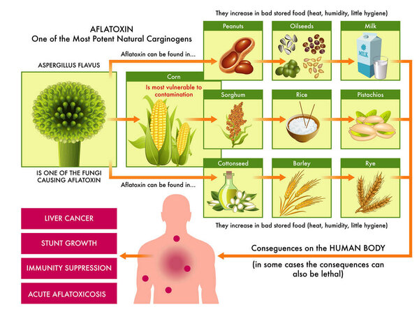 medical scheme of products that can be contaminated with aflatoxin, one of the most powerful carcinogens found in nature, and the possible consequences for the human body with annotations.