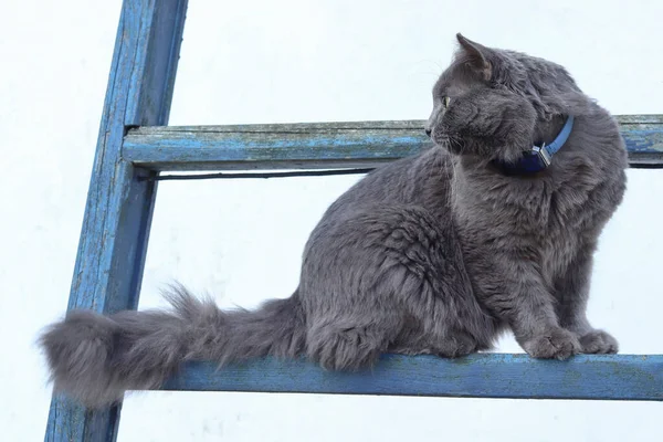 Chlupatá šedá kočka Nebelung sestupuje po modrých schodech vedoucích k červené střeše. Koncept zvířat ve vesnici — Stock fotografie