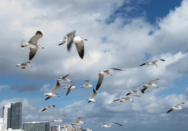 Seagulls fly free in the sky — Stock Photo, Image