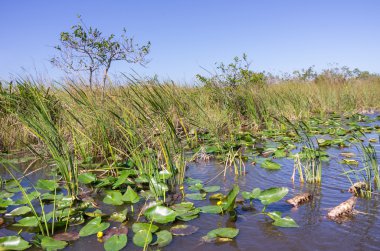 Florida everglades peyzaj