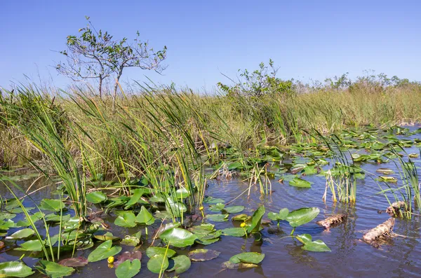 Florida Everglades maisema — kuvapankkivalokuva