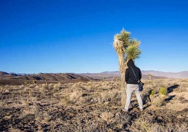 Man pissing on a cactus — Stock Photo, Image