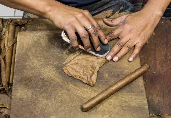 Man preparing cuban cigars — Stock Photo, Image