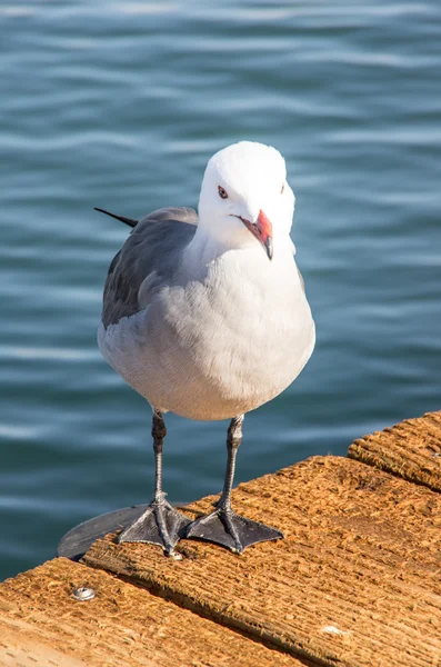 Zeemeeuw Portret — Stockfoto