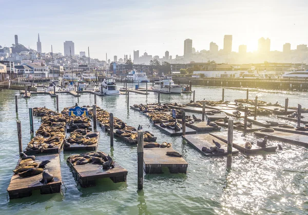 San Francisco skyline and Pier 39 — Stock Photo, Image