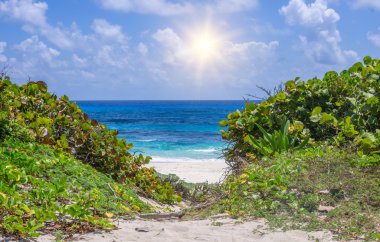 egzotik plaj doğa ile çevrili