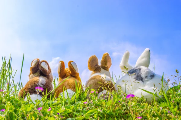 Familie van konijnen — Stockfoto