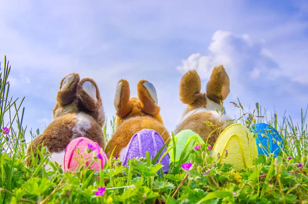 Familie van konijnen — Stockfoto