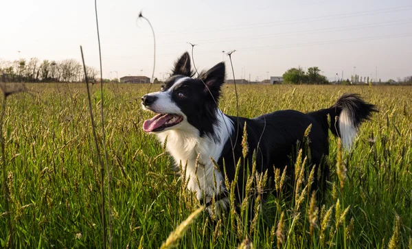 Gränsen collie — Stockfoto