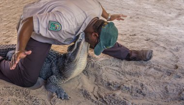 Timsah ve dublör everglades florida at