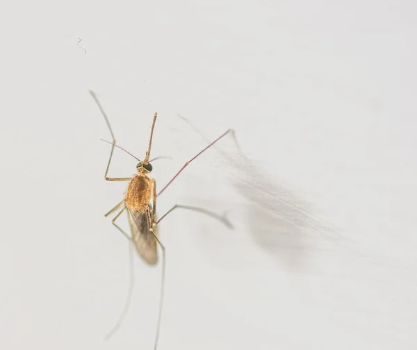 Mosquito — Fotografia de Stock