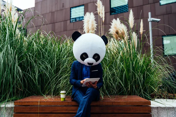 Imagine Povestitoare Unui Afaceri Purtând Cap Gigantic Panda — Fotografie, imagine de stoc