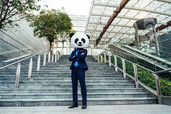 Imagine Povestitoare Unui Afaceri Purtând Cap Gigantic Panda — Fotografie, imagine de stoc
