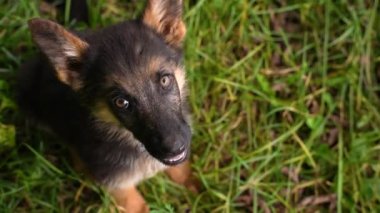 Küçük sevimli sokak köpeği yabancılardan sevgi görüyor. Minnettar gözlü evcil hayvan kameraya bakıyor, videoyu ağlatıyor ve sempatik hale getiriyor. Hayvanlara yardım hakkında sosyal bir video. Üzgün köpek yavrusunu elle okşamak