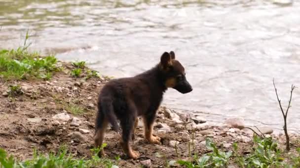 Kleine schattige zwerfhond krijgt genegenheid van vreemdeling, dakloze huisdier met vriendelijke dankbare ogen kijkt in de camera, maakt video huilen en sympathiseren, sociale video over het helpen van dieren. hand strelen verdrietig puppy — Stockvideo