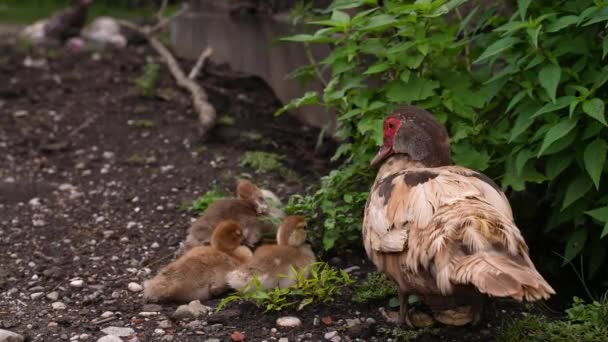 Pato hembra con su patito bebé. Naturaleza y animales. Cuidado de madre. Movimiento lento — Vídeos de Stock