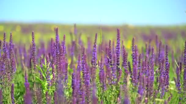 Salvia officinale: Pianta medicinale di fiore di salvia su prato selvatico che oscilla nel vento. I fiori blu di Salvia in giardino si muovono lentamente a causa del vento che soffia. — Video Stock