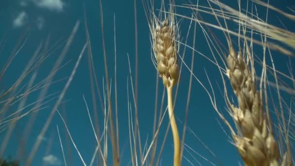 Gün batımında tarlada buğday kulakları. Buğday tarımı tarım sektörü kavramını hasat ediyor. Büyük buğday tarlasında yürü. Büyük buğday hasadı yaz mevsiminde arazi yaşam tarzında 4k — Stok video
