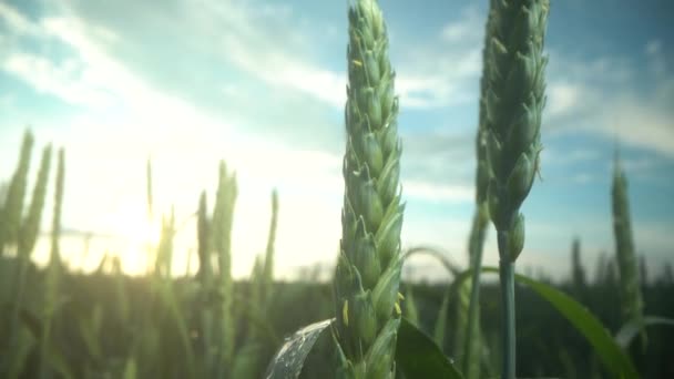 Близько до молодих саджанців пшениці ростуть у полі. Зелена пшениця росте в ґрунті. Близько до проростаючого землеробства на полі під час заходу сонця. Проростки жита. Пшениця виростає в чорнозем, посаджених восени — стокове відео