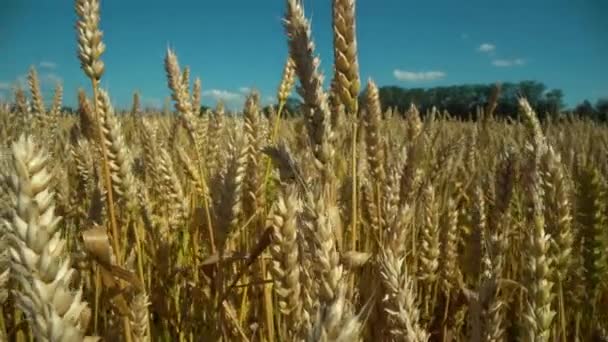 Primer plano de las espigas de trigo contra un campo de trigo. — Vídeo de stock