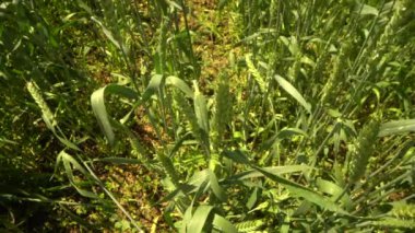 Bulutlu bahar gününde yeşil tarlaların güzel manzarası. Kırsaldaki buğday tarlaları üzerinde uçan drone hasat ekinleri.