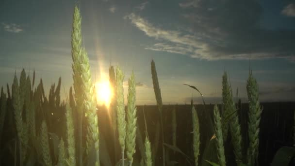 Un primer plano de las jóvenes espigas verdes de trigo en el sol poniente. Foto tomada en luz suave natural. Condiciones de iluminación climática al atardecer. — Vídeos de Stock