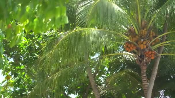 Coconut palm trees bottom view. Green palm tree in tropical island Maldives Holiday destination. View of palm trees against sky. Beach on the tropical island. Palm trees at sunset light. Bottom up — Stock Video