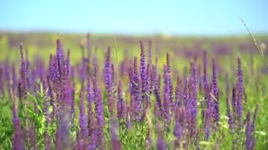 Çiçekler. Güneşli bir yaz gününde açan güzel mor adaçayı çiçekleri. Bumbleberry Salvia ve arı. Çiçek arkaplanı. Seçici odaklanma. Bahçe adaçayı çiçeğinin renkli makro görüntüsü. Salvia Memurları