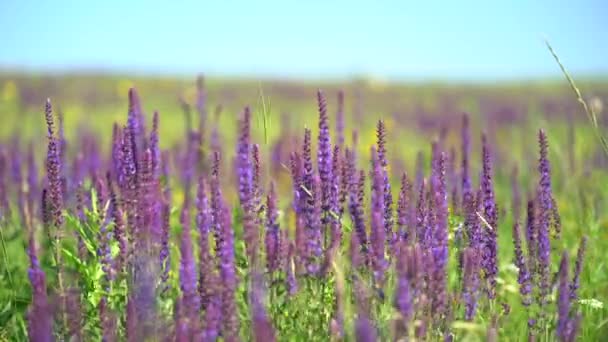 花だ。夏の晴れた日に美しい紫色のセージの花を咲かせます。バンブルベリー・サルビアと蜂。花の背景。選択的フォーカス。ガーデンセージの花のカラフルなマクロショット。サルビア｜officinalis — ストック動画