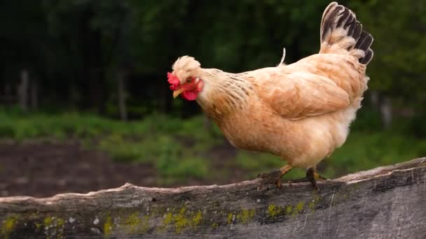 Κοτόπουλο με τα πόδια το πρωί και ήχο κοτόπουλο. Ο Χεν στη φάρμα. Αργή κίνηση. 4K πλάνα. Ζώα, έννοια της γεωργίας — Αρχείο Βίντεο