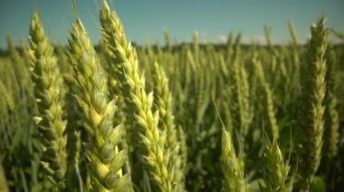 Bahar tarlası. Buğday kulakları yakın plan. Güzel çavdar tarlası. Tarla ve orman bitkileri. Botanik yürüyüşleri. Doğayı uyandırmak. Rüzgarda sallanan buğday kulakları. Bahar hasadı. Sonsuz yeşilin güzel manzarası