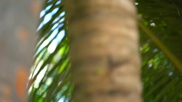 熱帯の国のヤシの上のイグアナ。モルディブ-キューバの岩イグアナの目の近くに — ストック動画
