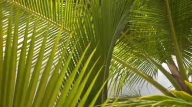 Tropik hindistan cevizi palmiye yaprağı rüzgarda sallanıyor, güneş ışığı, yaz arkaplanı, yavaş çekim. Yeşil yapraklar