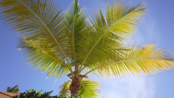 Helyi pálmafa ágakkal mozgó szélben, levél pálmafa kék égen. A zöld levelek között süt a nap. Nyugi. — Stock videók