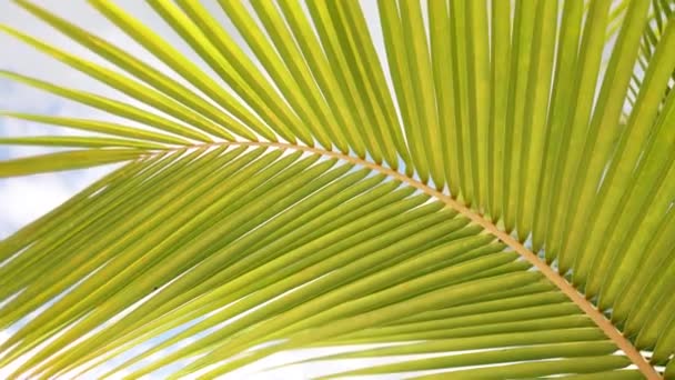 Тропічне листя кокосової пальми ширяє на вітрі з сонячним світлом, зеленою молодою долонею. Рекламний постріл . — стокове відео