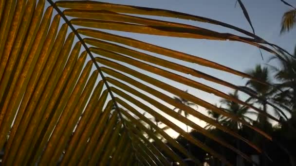 海のビーチでヤシの木と美しい夕日。ヤシの木のシルエットと熱帯の夕日。海の上に大きなヤシの木、素晴らしいビーチの夕日。ヤシの葉を通して太陽の目 — ストック動画
