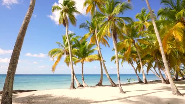 Gyönyörű vad sziget strand és tenyér Karib-tenger és fehér homok és kék ég és strand nyugágyak. Csodálatos nyári utazás nyaralás strand háttér. Türkizkék tengervíz és pálmafák — Stock videók
