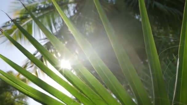 Bladeren van palmboom geïsoleerd op de achtergrond van de lucht — Stockvideo