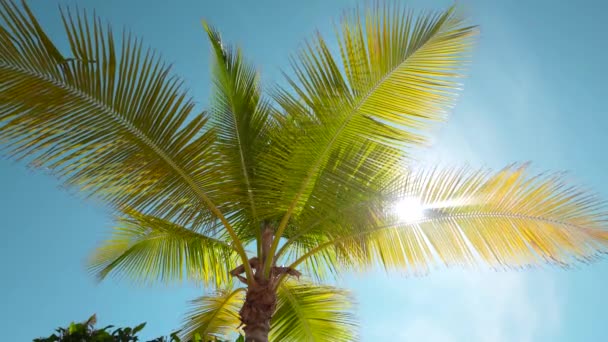 Tropical palm leaf background, coconut palm trees perspective view — Stock Video