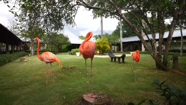 Roze flamingo, Aruba eiland. Paradijs plaats — Stockvideo